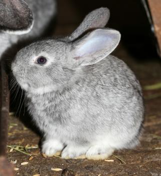 beautiful rabbit on the farm