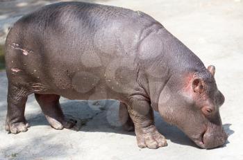 a small hippopotamus in the zoo