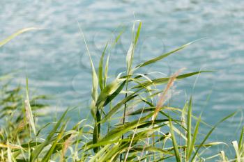 Green reeds on the river