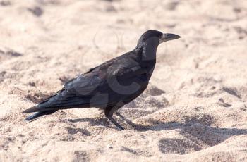 black crow on the sand