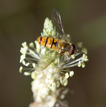 bee in nature. macro