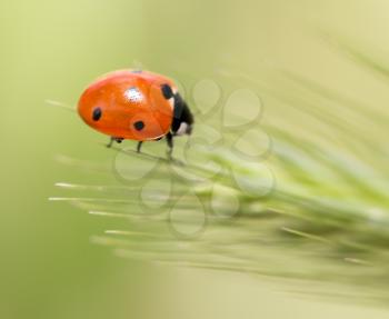 ladybird on nature. macro