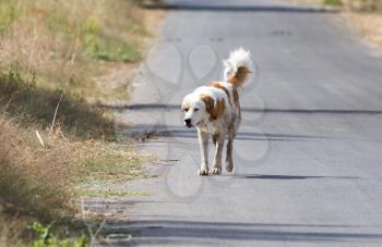 Dog on the road in nature