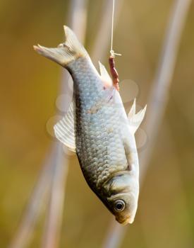 carp fish on the hook rod