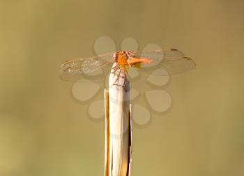 dragonfly on a stick outdoors