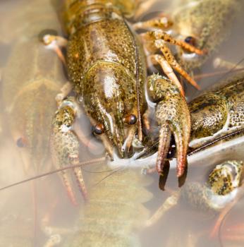 Live crayfish in the water as a background