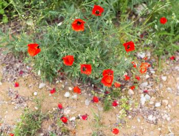 Flower of red poppy on nature