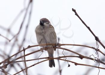 sparrow on bare tree branches