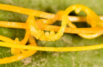 yellow plant parasite