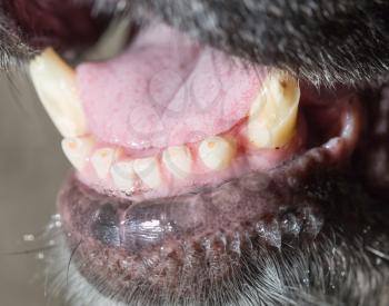 big teeth at the black dog. macro