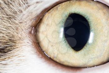 cat's eyes. macro