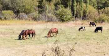 herd of horses in the pasture in the fall