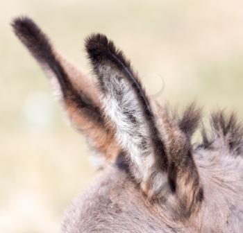 donkey ears on nature
