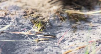 green frog in the water in nature