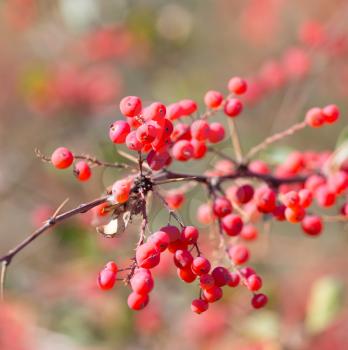 red barberry on the nature