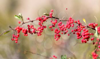 red barberry on the nature