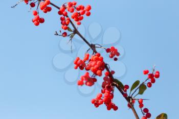 red barberry against the blue sky