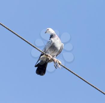 Dove on the wire against the blue sky