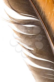 beautiful feather on white background