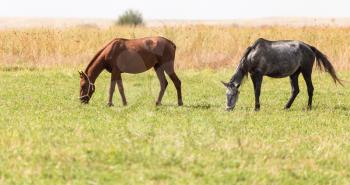 two horses on pasture at nature