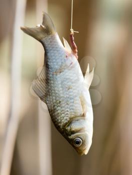 carp fish on the hook rod