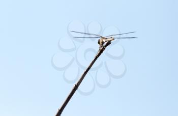 dragonfly on a stick outdoors