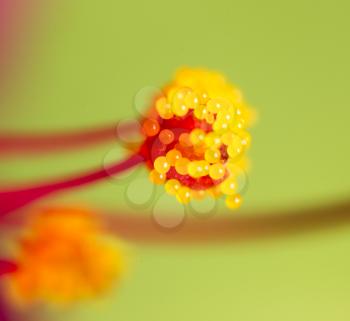 pollen in flower. macro