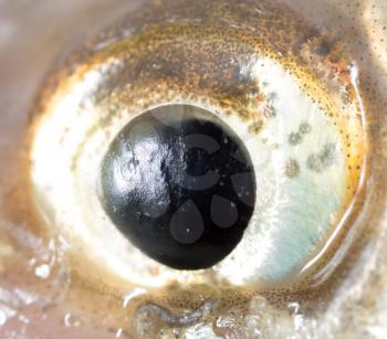 fish eyes. macro