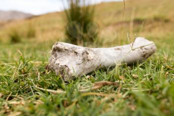 bone of an animal in nature