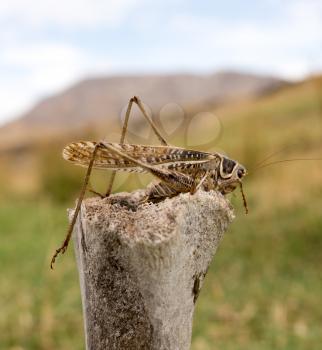 grasshopper in nature. macro