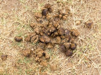 horse feces on the ground