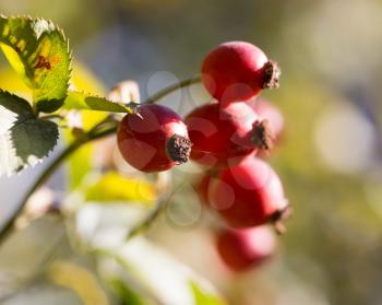 red rosehips in nature