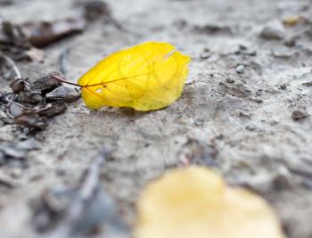yellow leaves on the ground