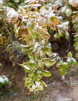 First snow on the leaves of plants