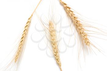 ears of wheat on a white background