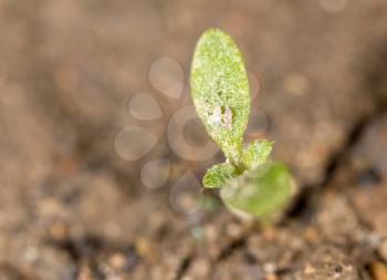 green sprout in the ground. macro