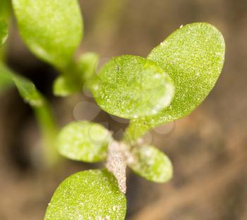 green sprout in the ground. macro
