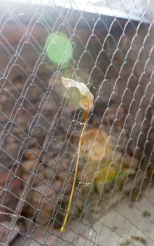 yellow leaf on a metal fence