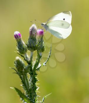 white butterfly on nature