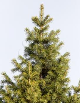 green fir tree in nature
