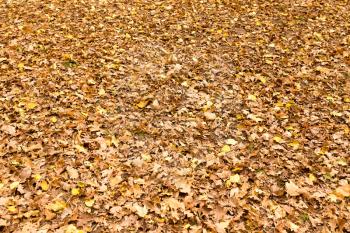Leaves on the ground in the autumn nature