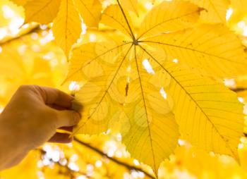 yellow leaf in hand on nature in autumn