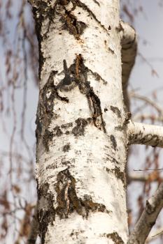 birch trunk in nature in autumn