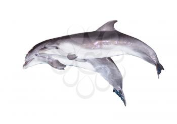 Two dolphins on a white background