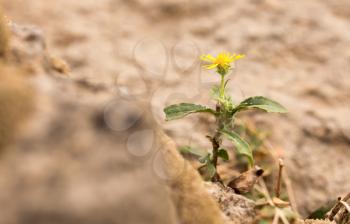 yellow flower in nature stones