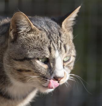 cat shows tongue