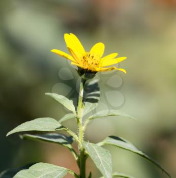 yellow flower in nature