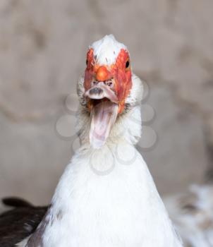 Portrait of white duck on a farm