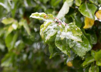 First snow on the leaves of plants