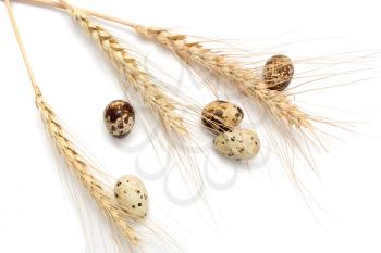 wheat with quail eggs on a white background